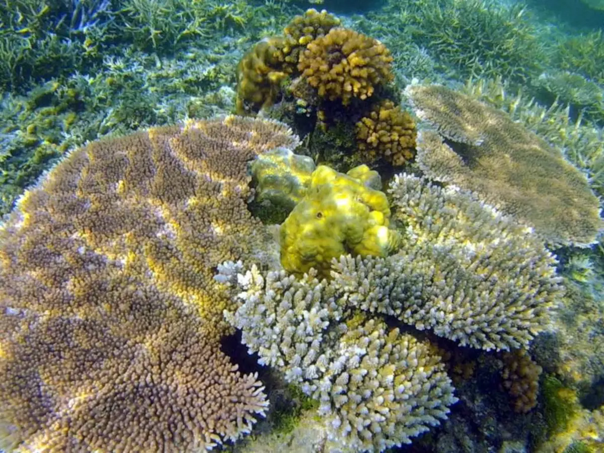 Snorkeling in the clear waters of Balabac Palawan