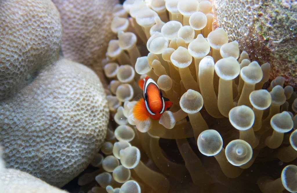 snorkeling with Nemo