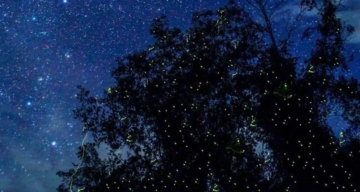 Fireflies glowing in the mangroves of Palawan
