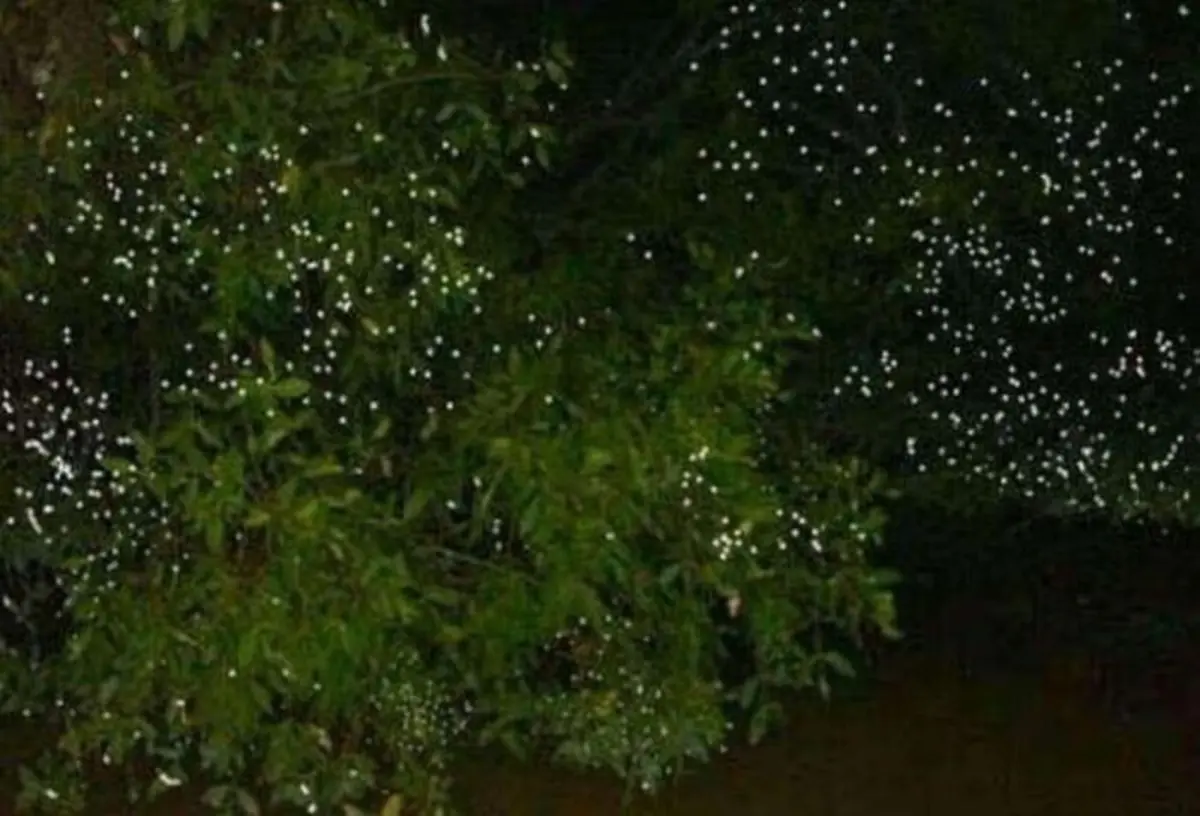 Sicsican River firefly watching cruise