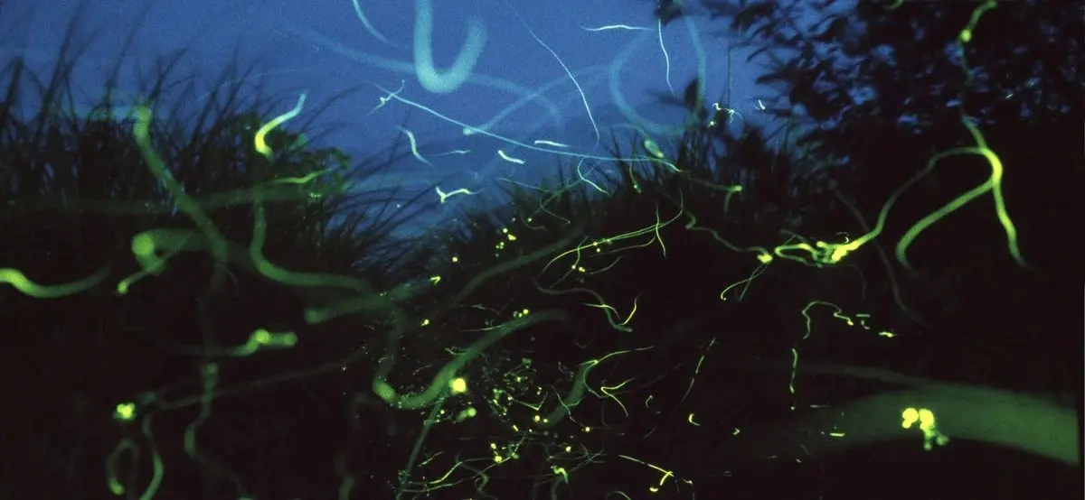 Firefly watching tour with dinner in Puerto Princesa