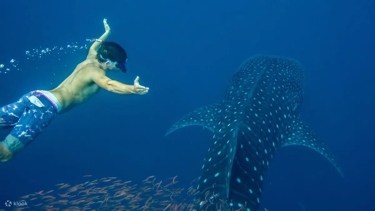 Whale shark swimming near the surface in Puerto Princesa