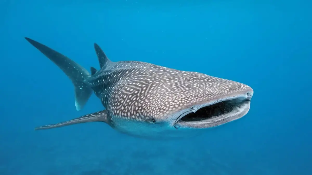 Swimming with a whale shark in Puerto Princesa, Palawan