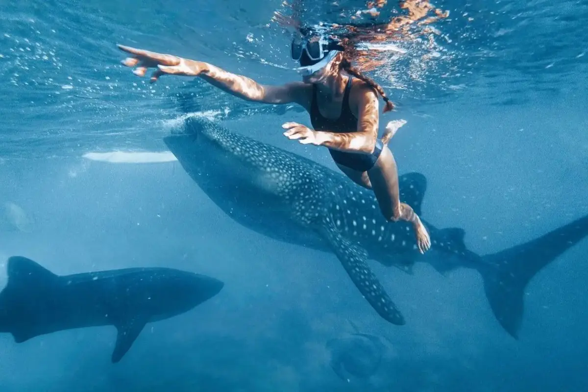 Swimming with a whale shark in Puerto Princesa, Palawan