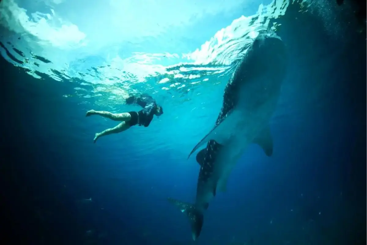 Whale shark encounter during a Puerto Princesa tour