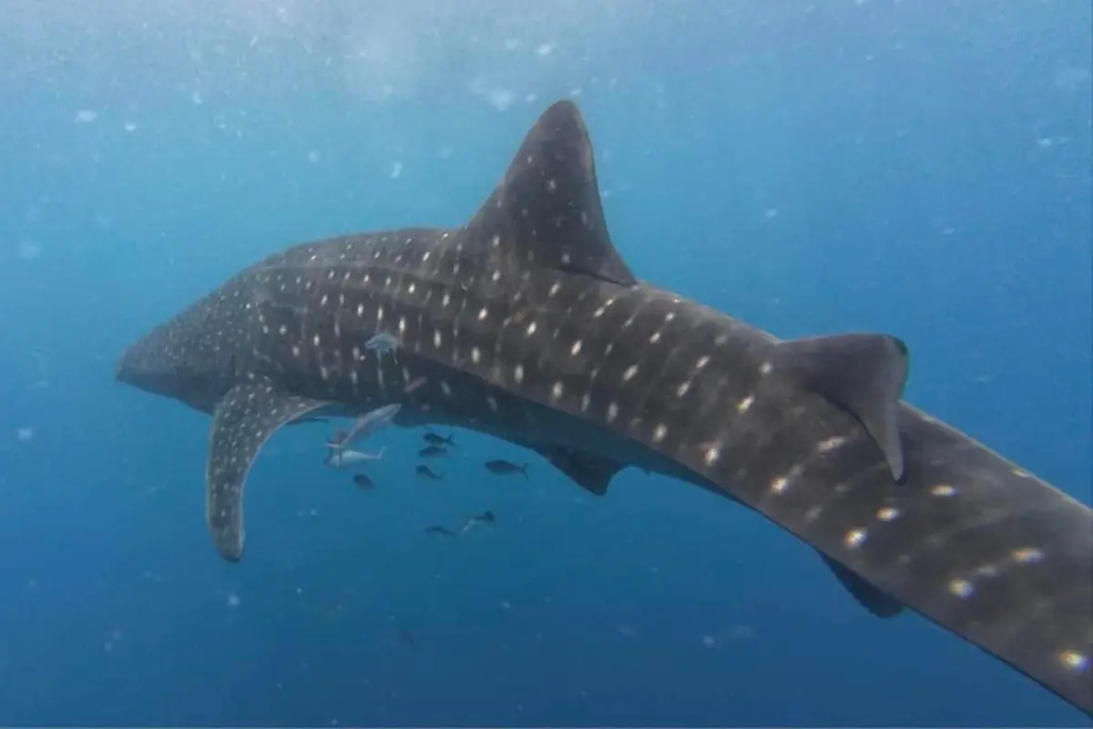 Snorkeling with whale sharks in Palawan
