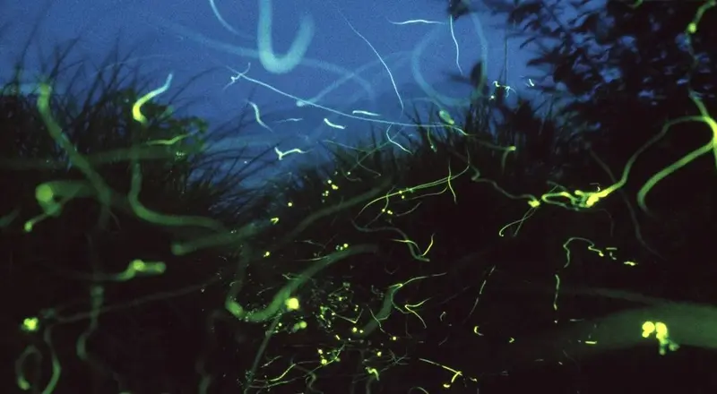 Puerto Princesa Firefly watching