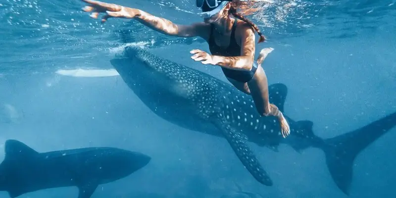 Whale Sharks